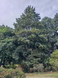 Hesperocyparis lusitanica image